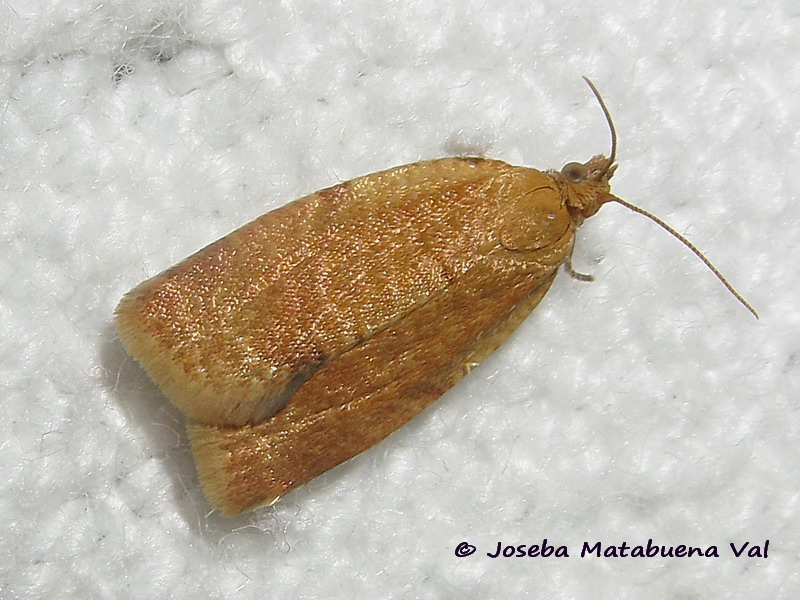 Clepsis consimilana (femmina) - Tortricidae